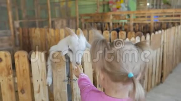 一个小女孩在动物园或农场里喂山羊蔬菜视频的预览图