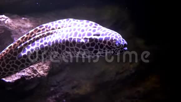 水下世界许多多种颜色的鱼珊瑚礁Moray鳗鱼或科视频的预览图