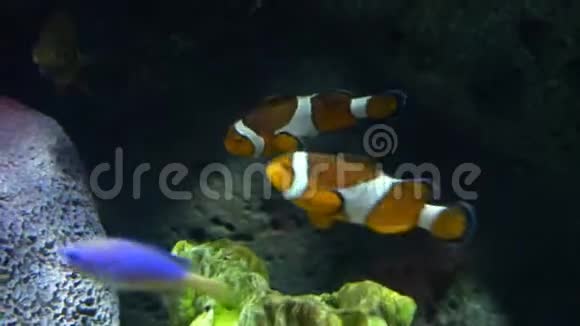 水下世界多色鱼类珊瑚礁小丑鱼或海葵视频的预览图