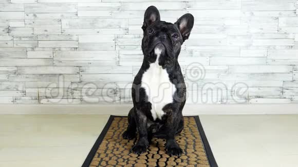 法国斗牛犬坐在地毯上视频的预览图