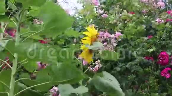 大型向日葵和攀援玫瑰视频的预览图