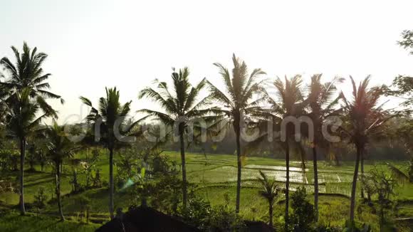 4K空中无人机在日落时分拍摄热带风景和稻田的视频巴厘岛视频的预览图