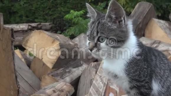 农场里的猫小猫狩猎搜索食物花园里的猫走路视频的预览图