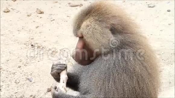 野生动物园里的狒狒视频的预览图