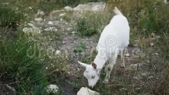 小山羊吃草视频的预览图