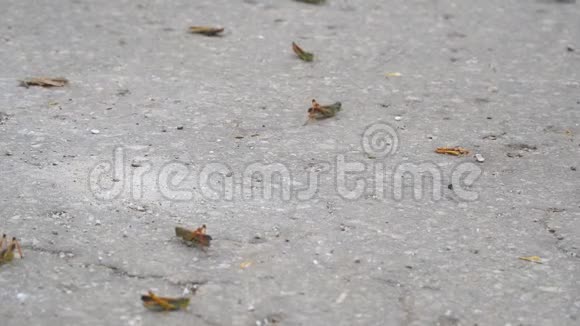 蝗虫在柏油路上爬行蝗虫入侵视频的预览图