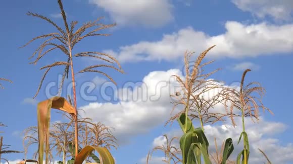 夏天的玉米地玉米茎在微风中颤抖背景是云彩和田园诗般的天空视频的预览图