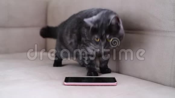 猫在智能手机旁边不停地活动视频的预览图
