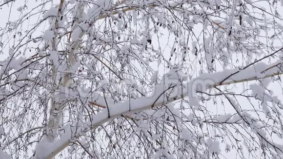 冬季圣诞节的背景下雪落在树枝上美丽的自然景观视频的预览图