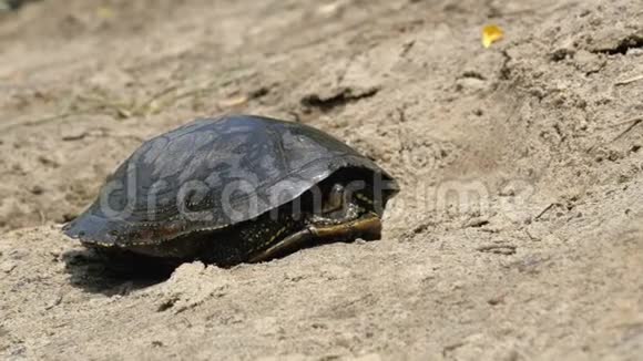 一只河龟躺在靠近大自然河流的沙滩上视频的预览图