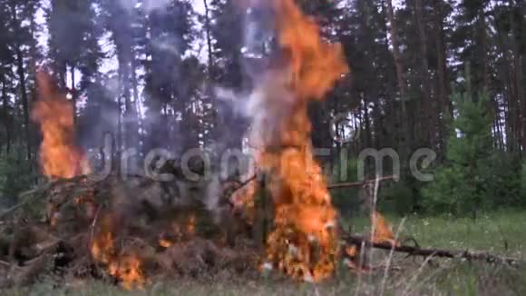 燃松的特写场景从森林中的树枝上开火森林火灾的概念火灾的危险性视频的预览图