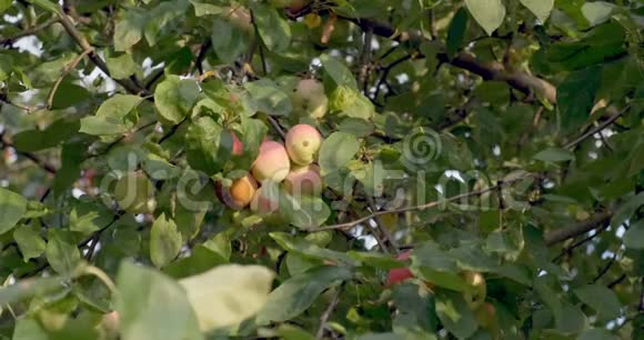 苹果挂在树枝上花园里丰收了视频的预览图
