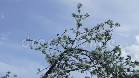 树枝上挂满了苹果树的花朵随风在天空和云彩中摇曳视频的预览图