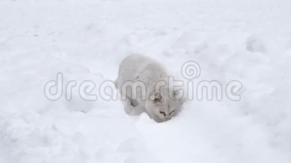 白色无家可归的猫在户外雪地上行走视频的预览图