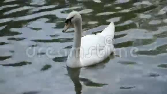 一只白天鹅潜入水中视频的预览图