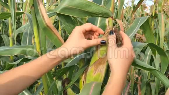 有机农田女农近距离检查甜玉米害虫抱着玉米棒和视频的预览图