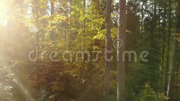 朦胧的森林秋日的阳光树视频的预览图