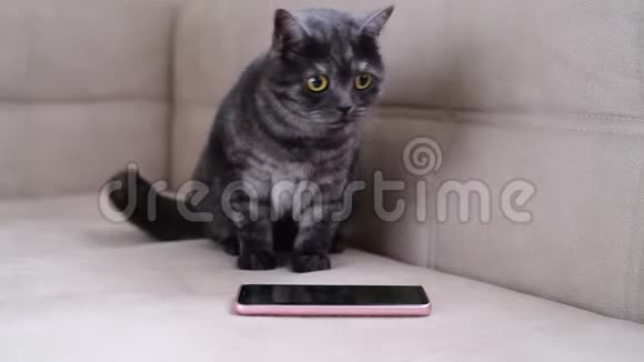 猫在智能手机旁边不停地活动视频的预览图