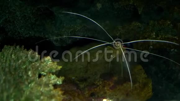 水下世界虾的特写珊瑚和礁鱼视频的预览图