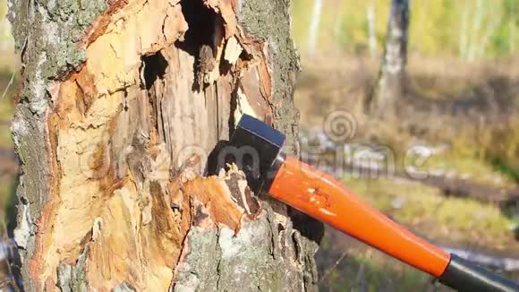 特写镜头伐木工人用锋利的斧头在木头上砍下一棵大树木屑从不同的方向裂开视频的预览图