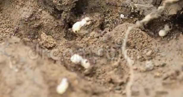 令人不安的蚂蚁在移动它们的幼虫视频的预览图