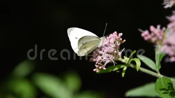 在蒙蒂辛布鲁尼公园的花上蝴蝶视频的预览图
