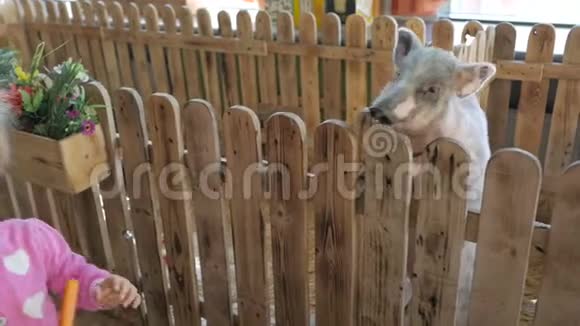 一个两岁的小女孩在接触动物园或农场喂一只小猪视频的预览图