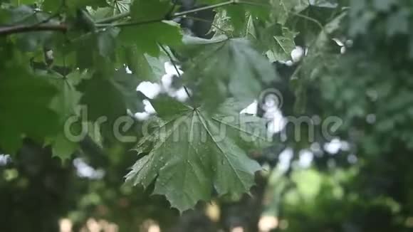 绿枫叶长在被风吹雨覆盖的树枝上视频的预览图