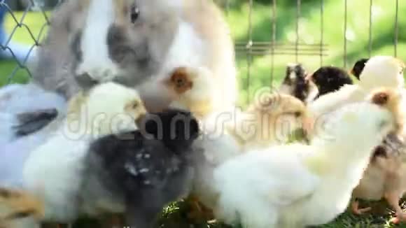 在绿色背景的草地上用温暖的色调关闭新生的鸡和复活节兔子视频的预览图