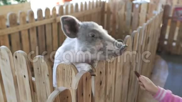 一个两岁的小女孩在接触动物园或农场喂一只小猪视频的预览图