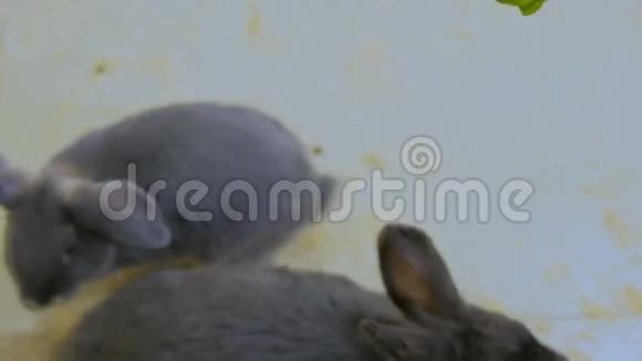 在动物园里喂兔子的女人视频的预览图