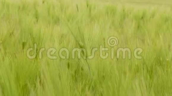 小麦小穗与太阳的高胡子视频的预览图