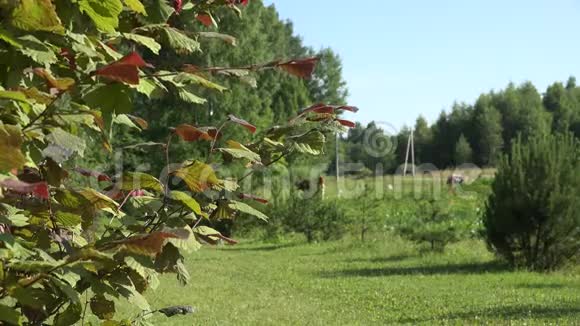 榛子榛子榛子在农场的树枝上4K视频的预览图