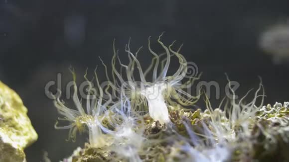 玻璃海葵在海水下摇曳视频的预览图