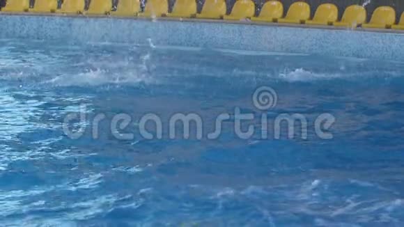 两只海豚跳了一段慢动作视频后潜入游泳池视频的预览图