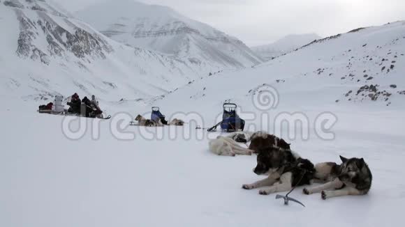 探险者和雪橇犬在北极的雪道上休息视频的预览图