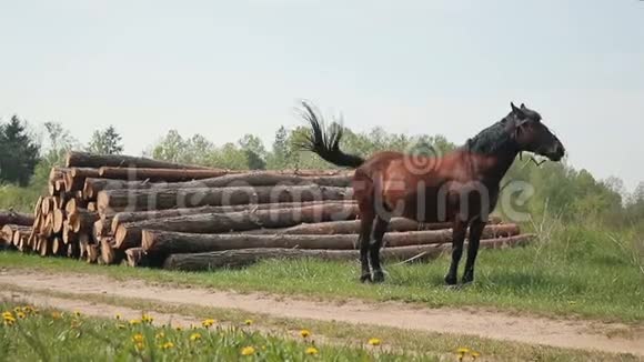 马在松树林附近吃草视频的预览图