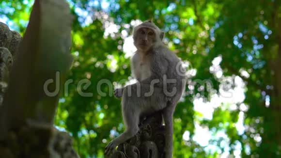 一只猕猴坐在一片石头覆盖的猴子森林里的寺庙墙上的慢镜头视频的预览图