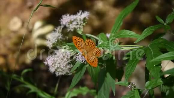 在蒙蒂辛布鲁尼公园的花上蝴蝶视频的预览图