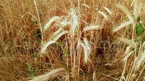 成熟小麦的茎上生长着绿色的结合草视频的预览图