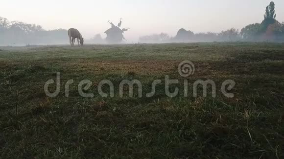雾和日出在雾蒙蒙的早晨在田野上的马和磨坊平静悲伤的抑郁神秘气氛农村视频的预览图