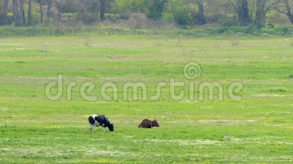 两头牛在森林边的田野上吃青草视频的预览图
