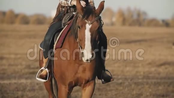 美丽女子骑马特写户外棕马女牛仔视频的预览图