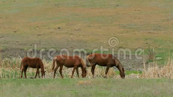 三匹棕色的马在地上吃草视频的预览图