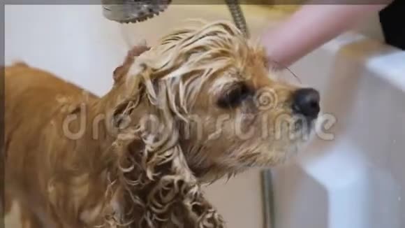 用淋浴龙头洗狗视频的预览图