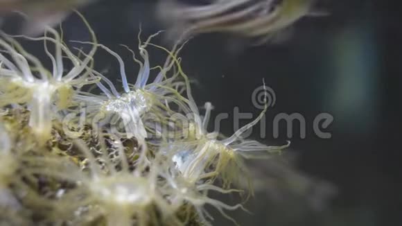 玻璃海葵在海水下摇曳视频的预览图