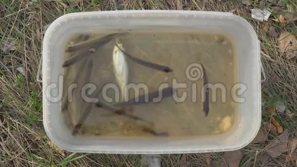 一条小河的鱼在塑料桶里漂浮视频的预览图