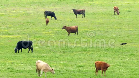 一群五颜六色的奶牛在地上吃草视频的预览图