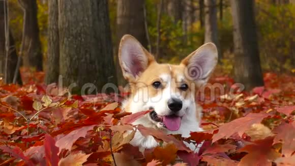 秋天公园里的科吉狗视频的预览图