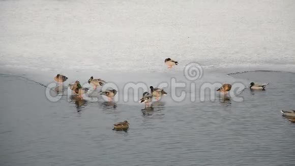 动物野生动物冬湖带鸭视频的预览图